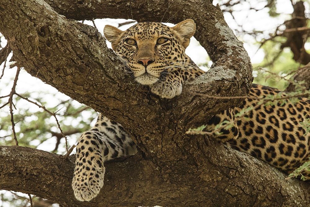 African leopard in tree-Panthera pardus pardus-Serengeti National Park-Tanzania-Africa